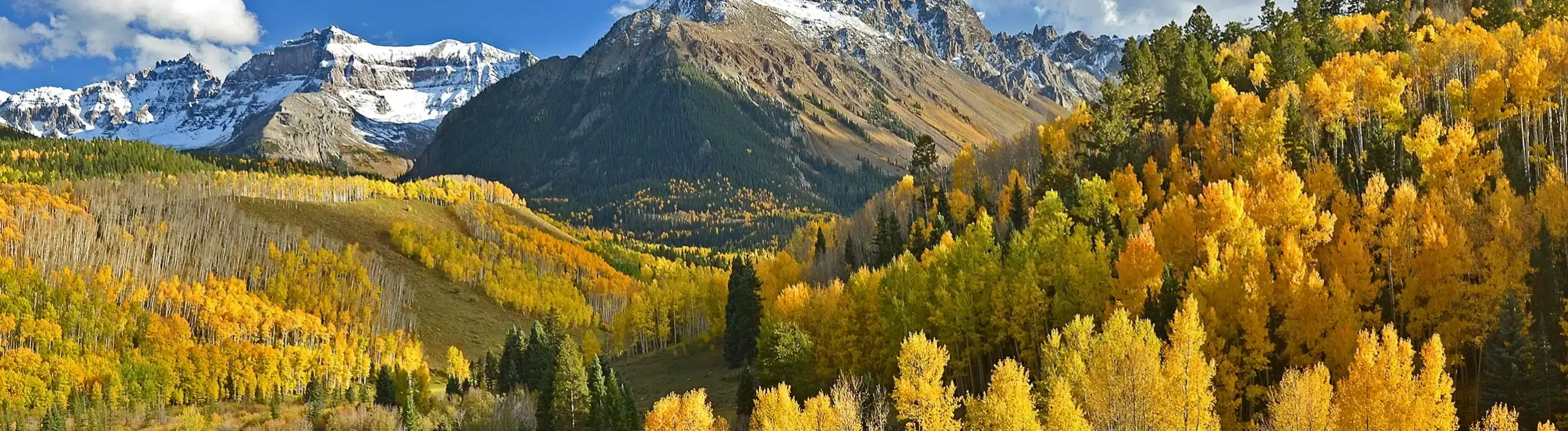 Snow capped Colorado peak above a hillside of golden aspen trees