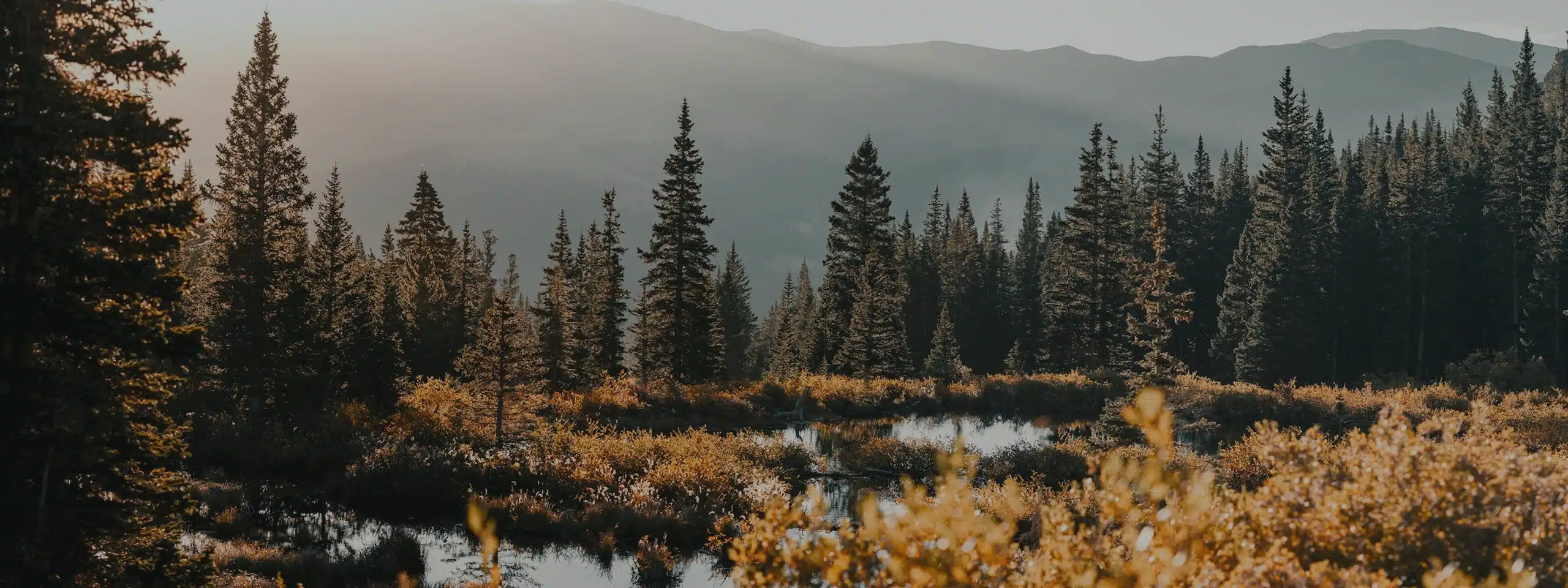 Autumn pond ringed by pine trees in the Colorado mountains