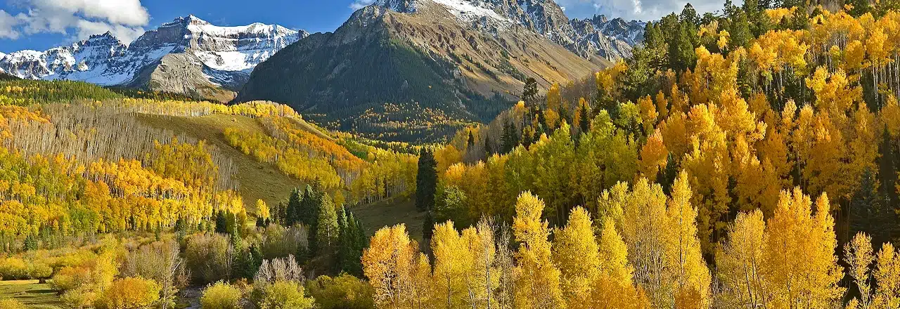 Snow capped mountain peak above a stand of golden aspen trees